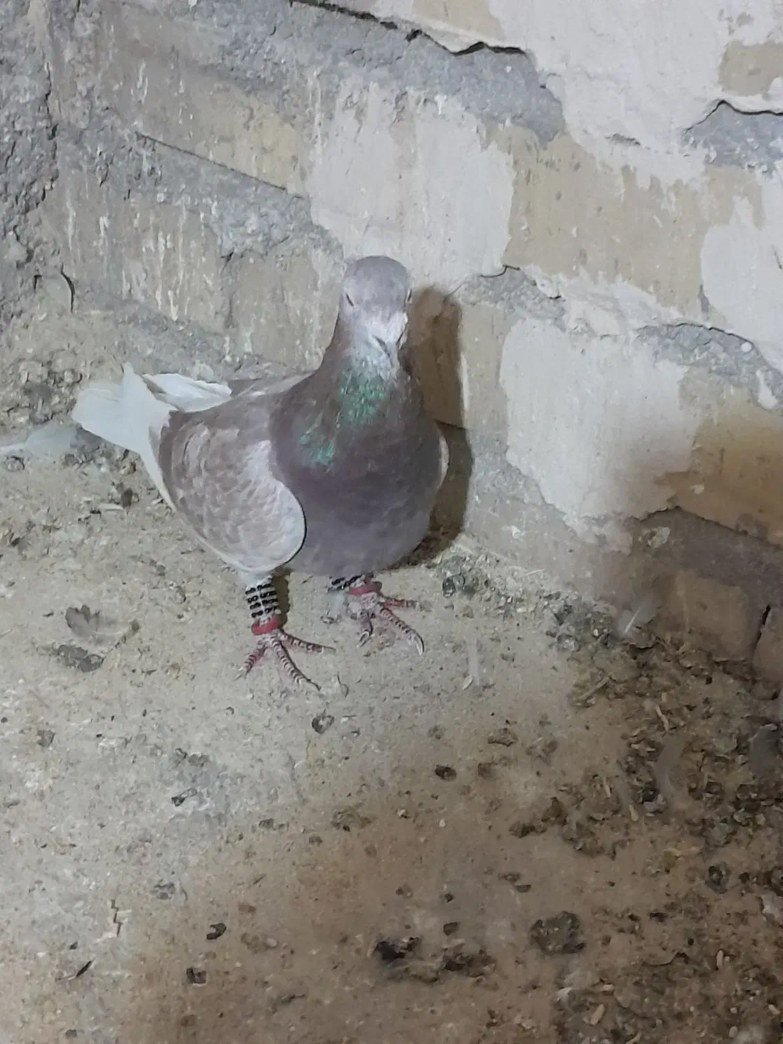 کفتر یا کبوتر|پرنده|تایباد, |دیوار