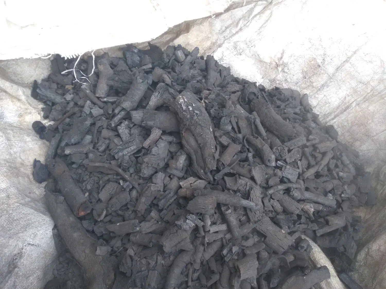 ذغ بلوط|عمدهفروشی|باغ ملک, |دیوار