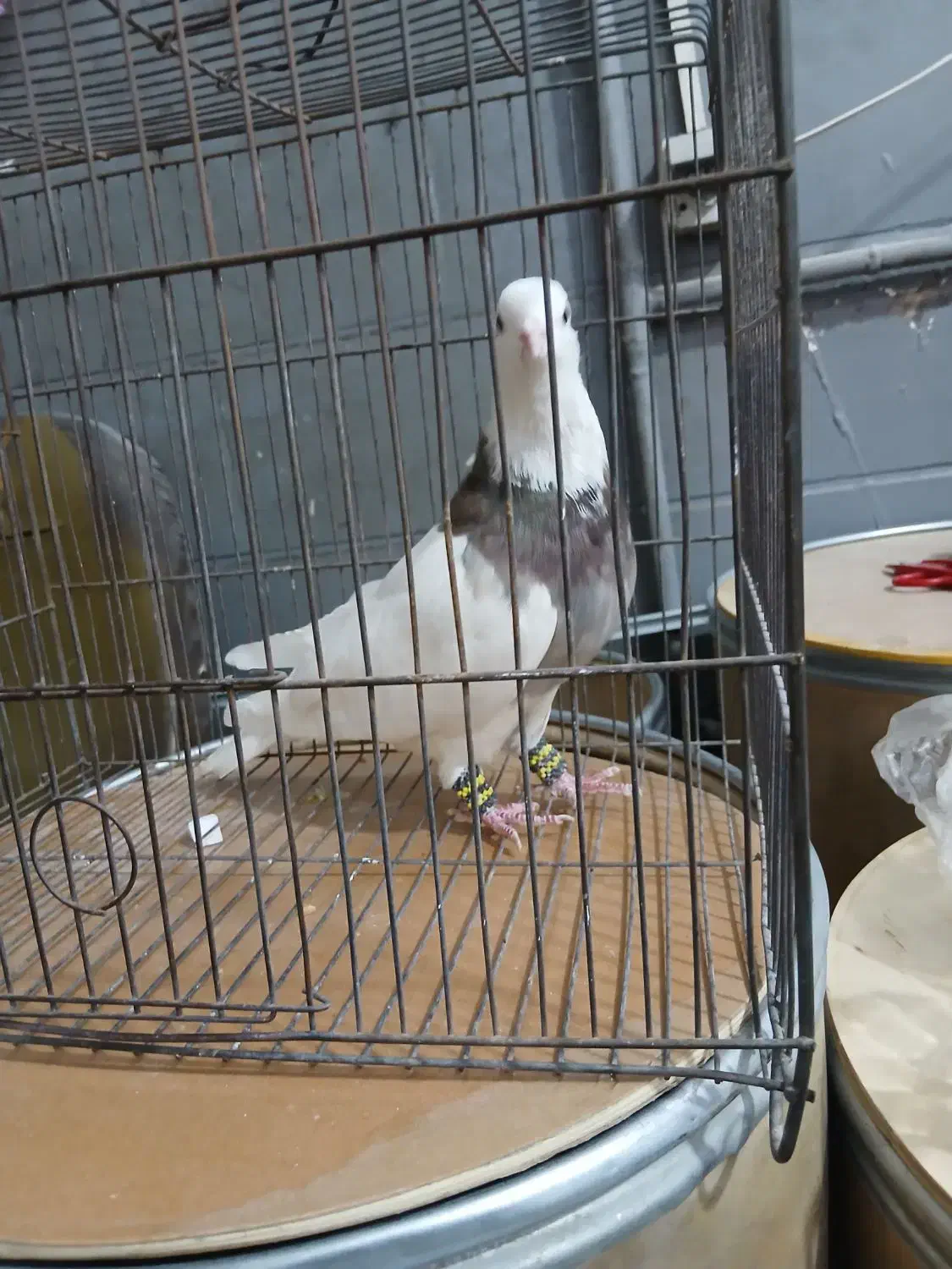 طوقی هفت رنگ|پرنده|شاهدشهر, |دیوار