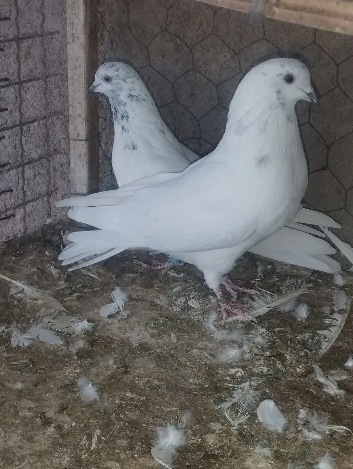 کفتر|پرنده|زارچ, |دیوار