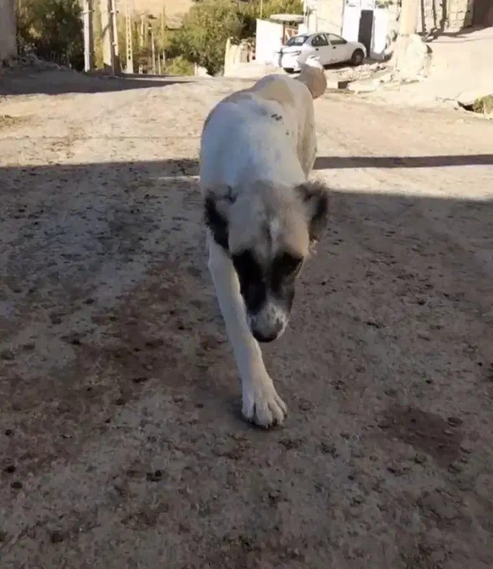 دوعدد سگ|سگ|خلخال, |دیوار