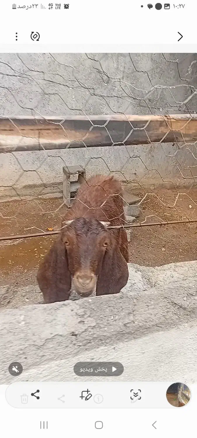 بزغاله پاکستانی|حیوانات مزرعه|مشهد, کلاته برفی|دیوار