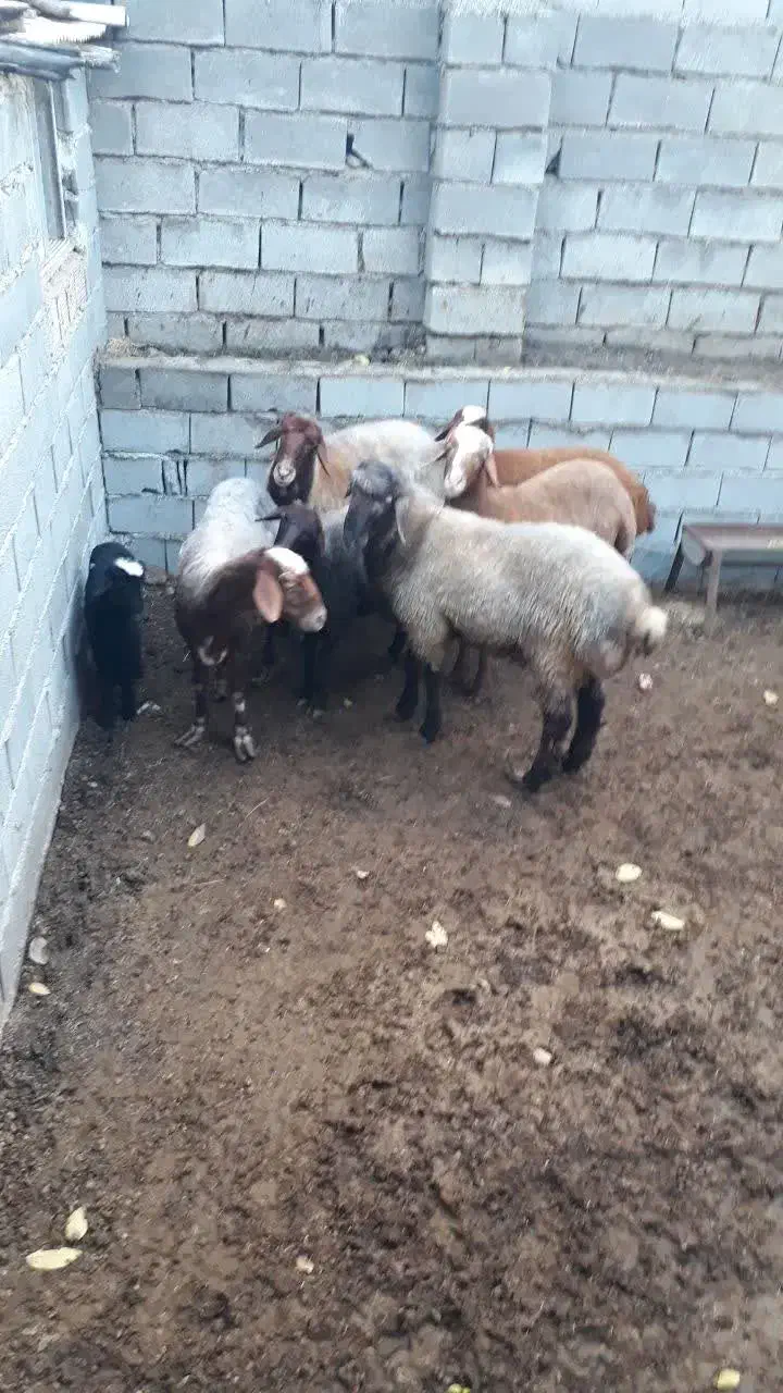 دو تا قوچ افشار و ۴تا ماده افشار و یک بره|حیوانات مزرعه|رامیان, |دیوار