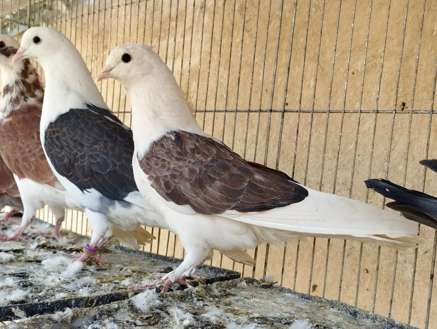 هفت طوق جوجه|پرنده|تهران, نیروی هوایی (پیروزی)|دیوار