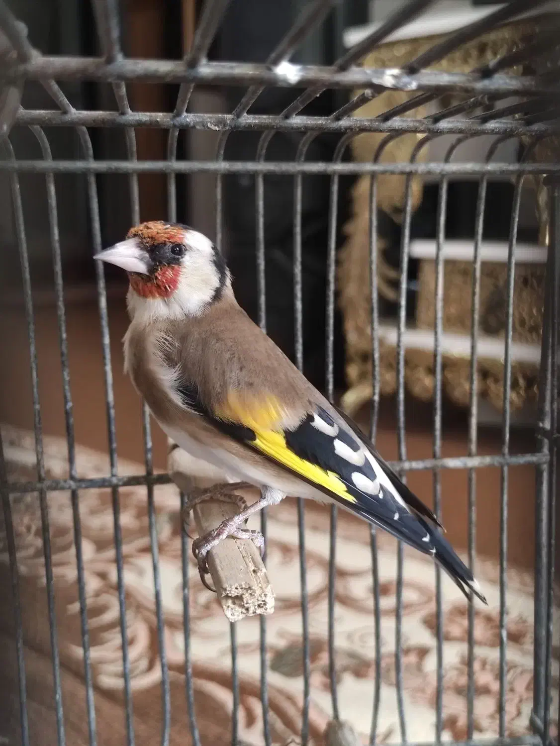 سهره نر جفتی پارسال|پرنده|اندیشه, شهرک مریم|دیوار