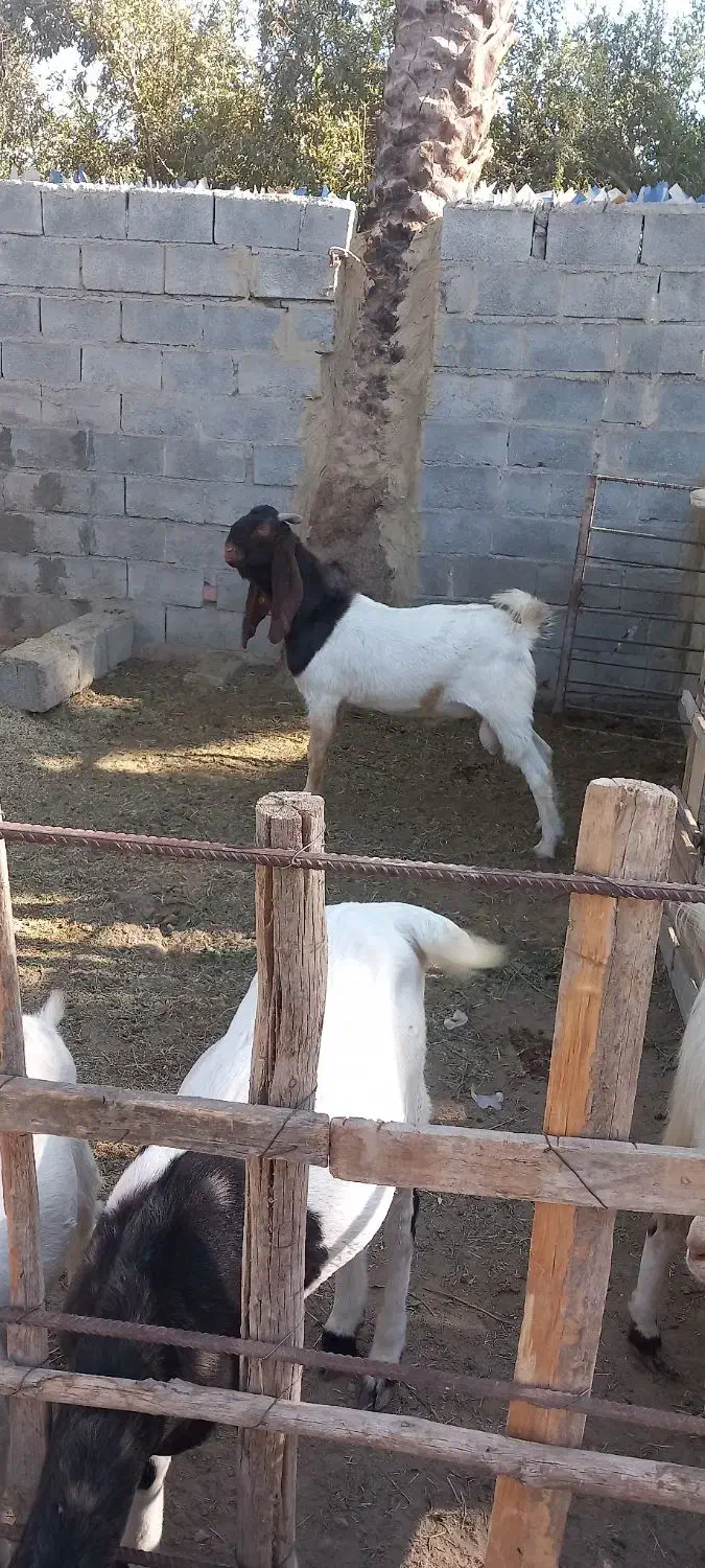 نری|حیوانات مزرعه|میناب, |دیوار