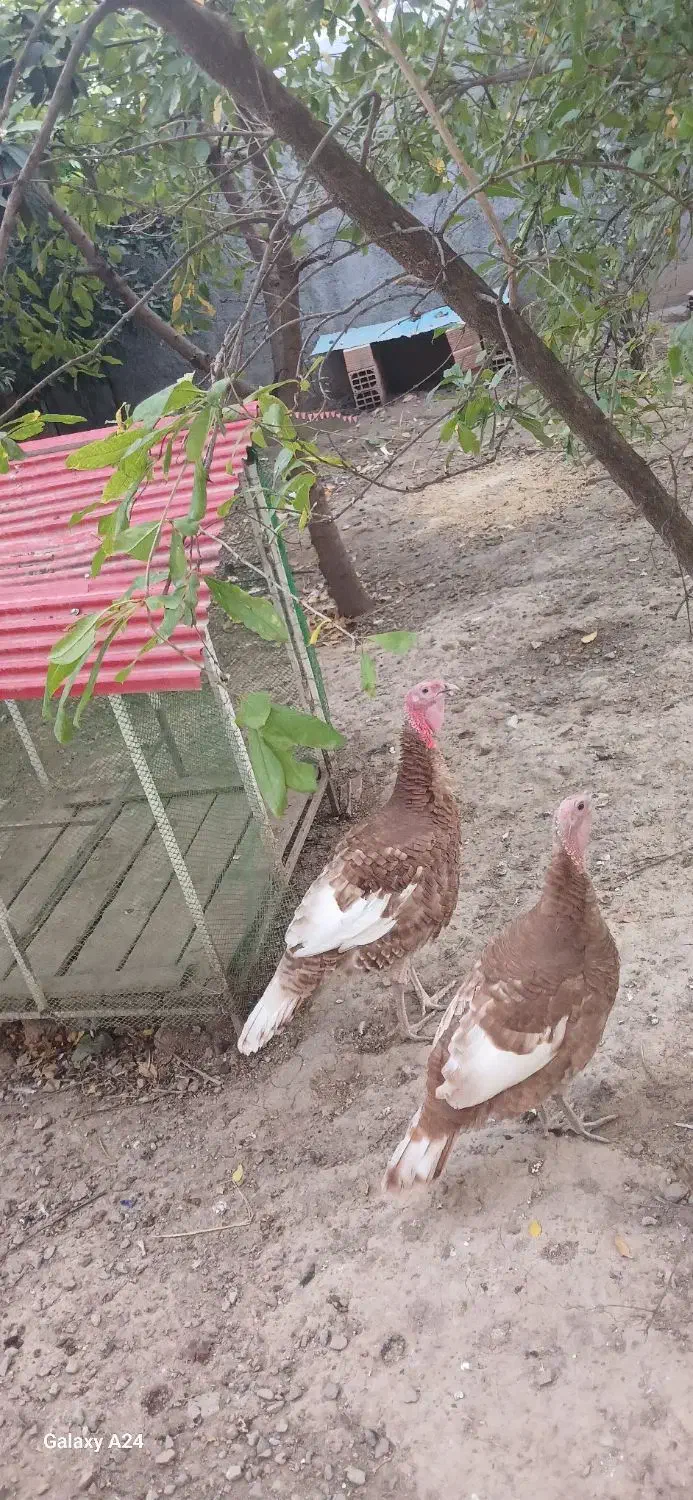 بوقلمون بوربون نر|حیوانات مزرعه|فاضل آباد, |دیوار