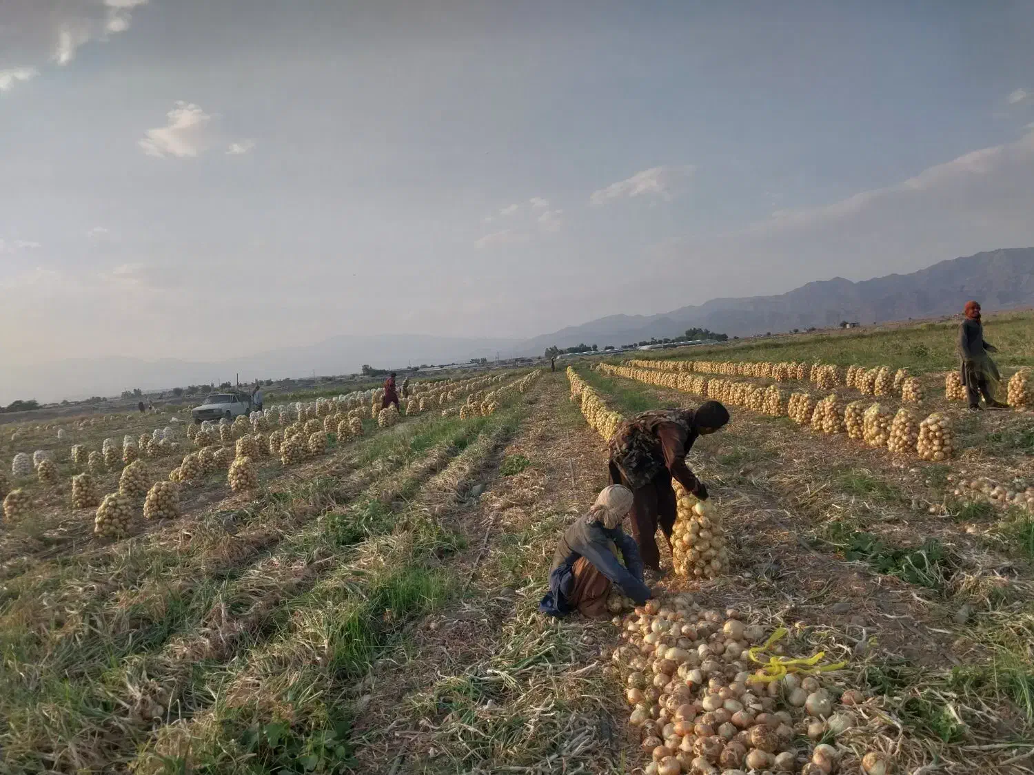 گروه پیازکن|خدمات باغبانی و درختکاری|جیرفت, |دیوار