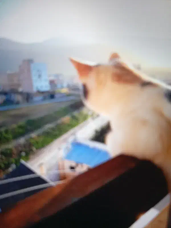 واگذاری گربه خانگی|گربه|علی‌آباد کتول, |دیوار