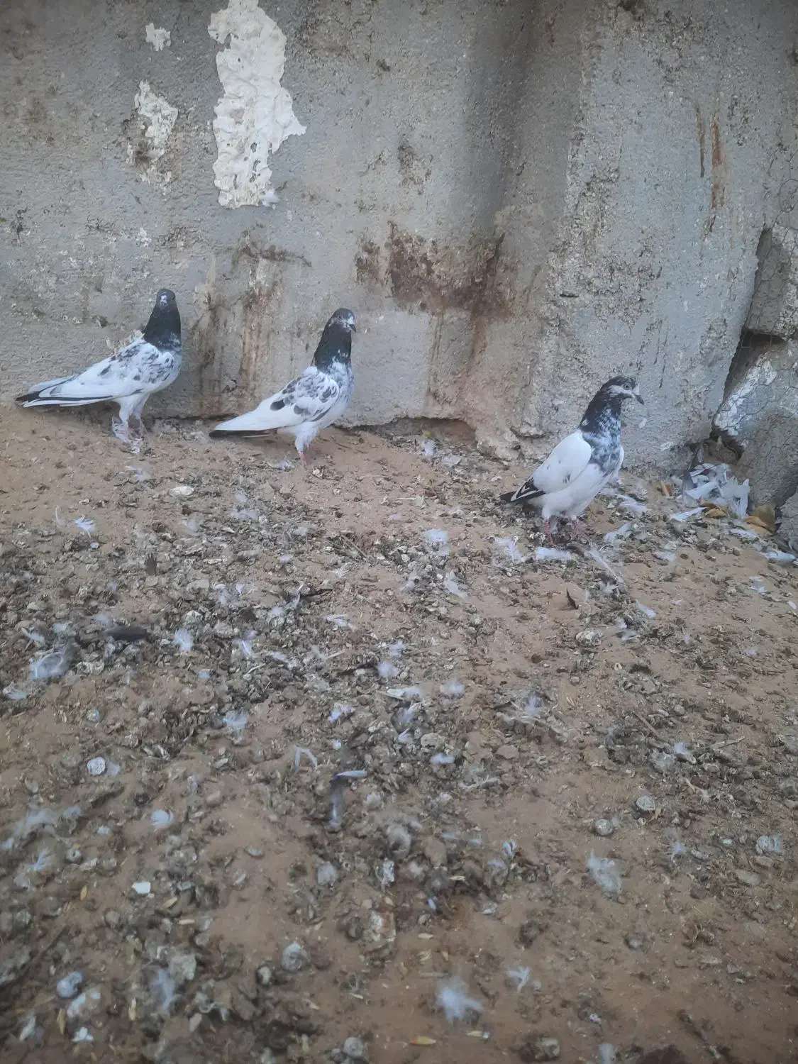 کبوتر طوقی تیدی|پرنده|اهرم, |دیوار