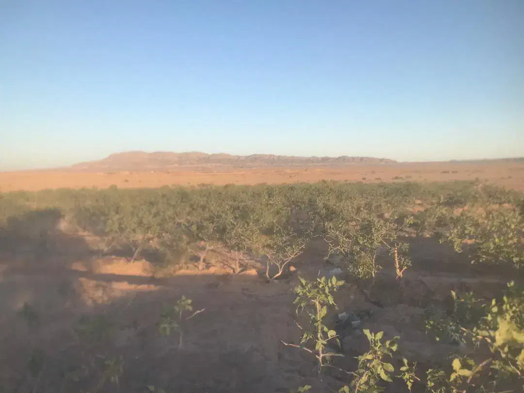 حراج باغ پسته|فروش زمین و ملک کلنگی|کاشمر, |دیوار