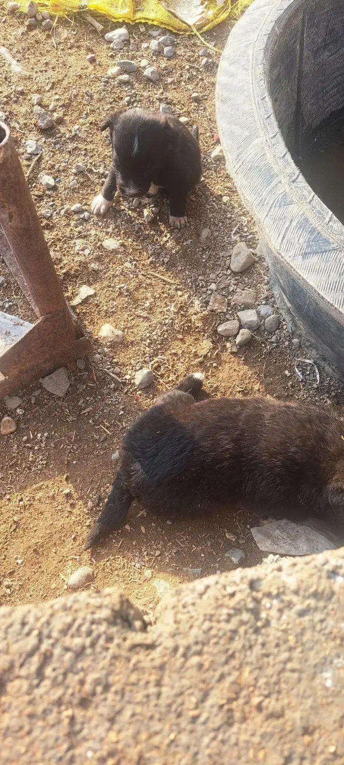 پاکوتاه خوشکل|سگ|تهران, مهران (سیدخندان)|دیوار