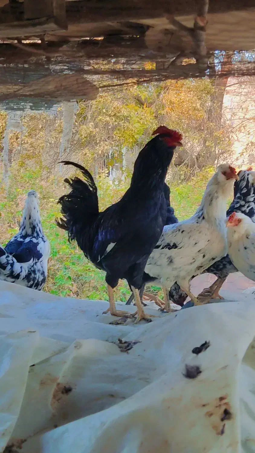 تخم نطفه دار گلین فول|حیوانات مزرعه|مرودشت, رامجرد یک|دیوار