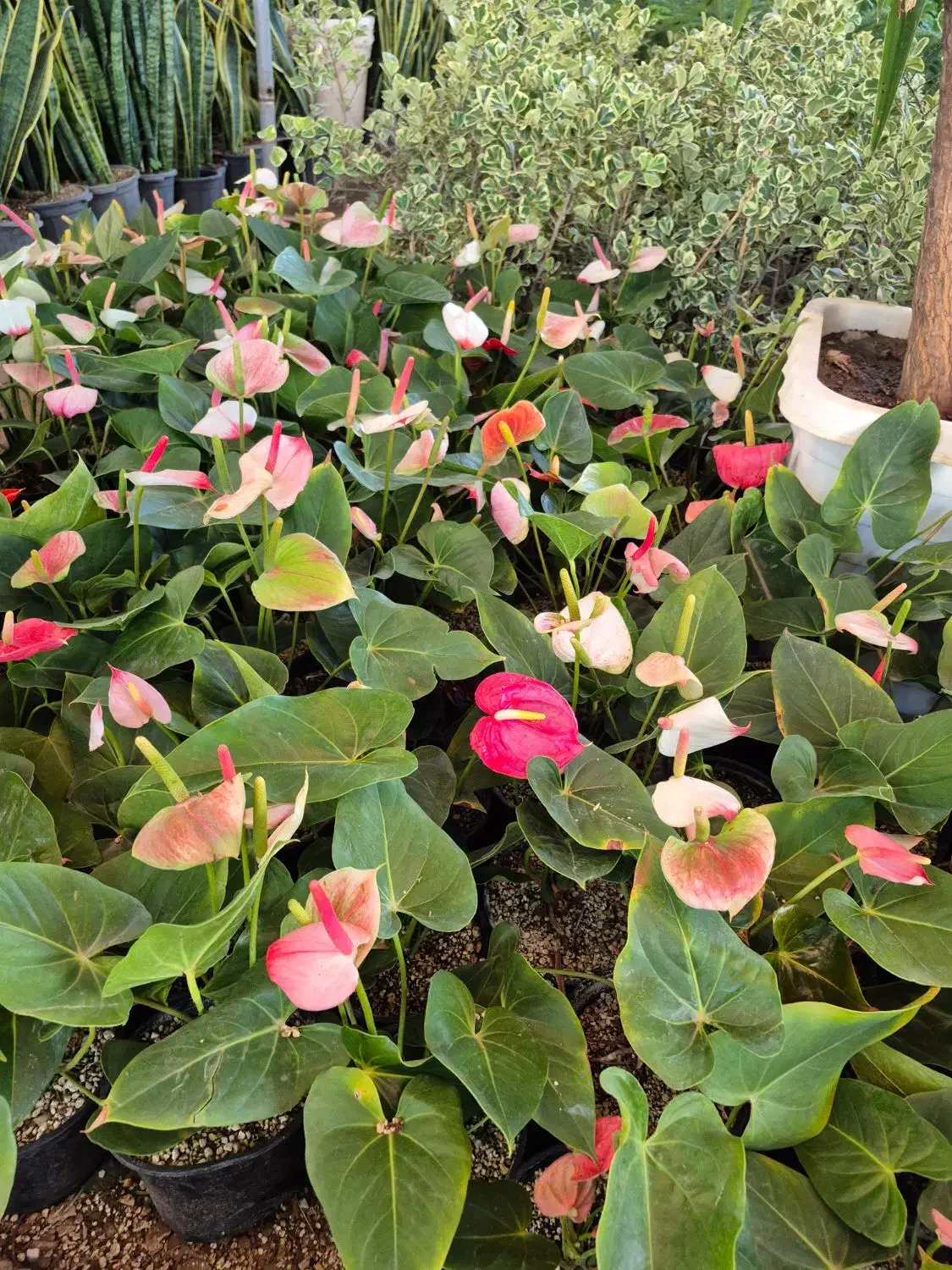 گل آنتریوم قیمت تولیدی|گل و گیاه طبیعی|بیرجند, |دیوار