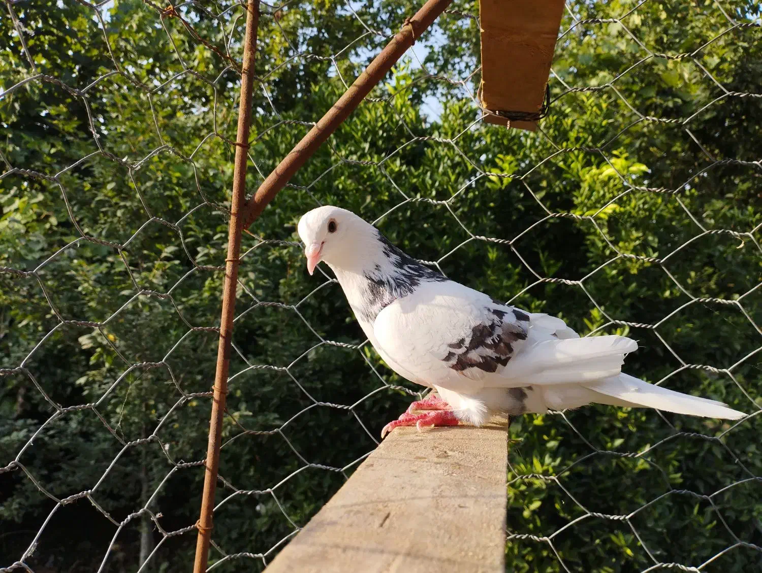 کبوتر|پرنده|شفت, |دیوار