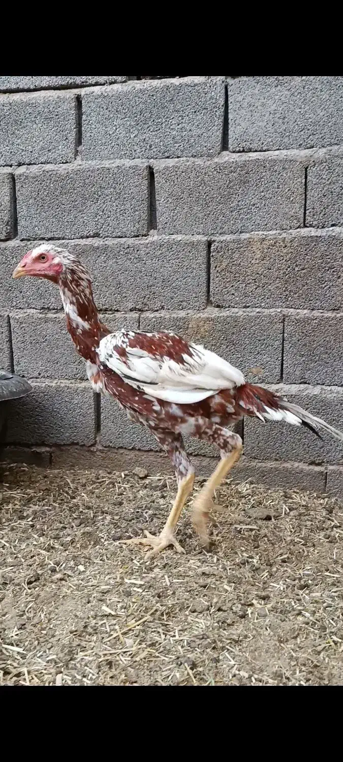 جوجه لاری|حیوانات مزرعه|تربت جام, میان جام|دیوار