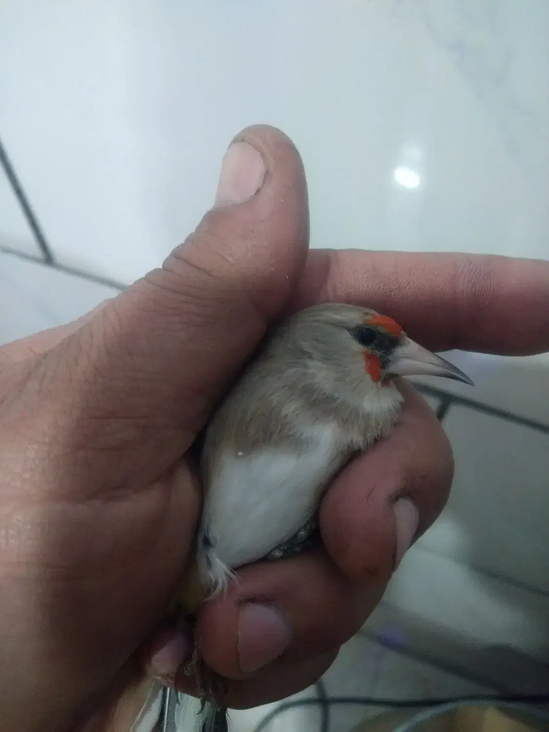 سره کرمانی|پرنده|فولادشهر, مسکن مهر فولادشهر|دیوار