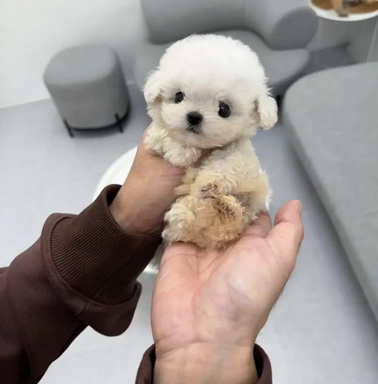 مالتیز عروسکی|سگ|تهران, جنتآباد مرکزی|دیوار