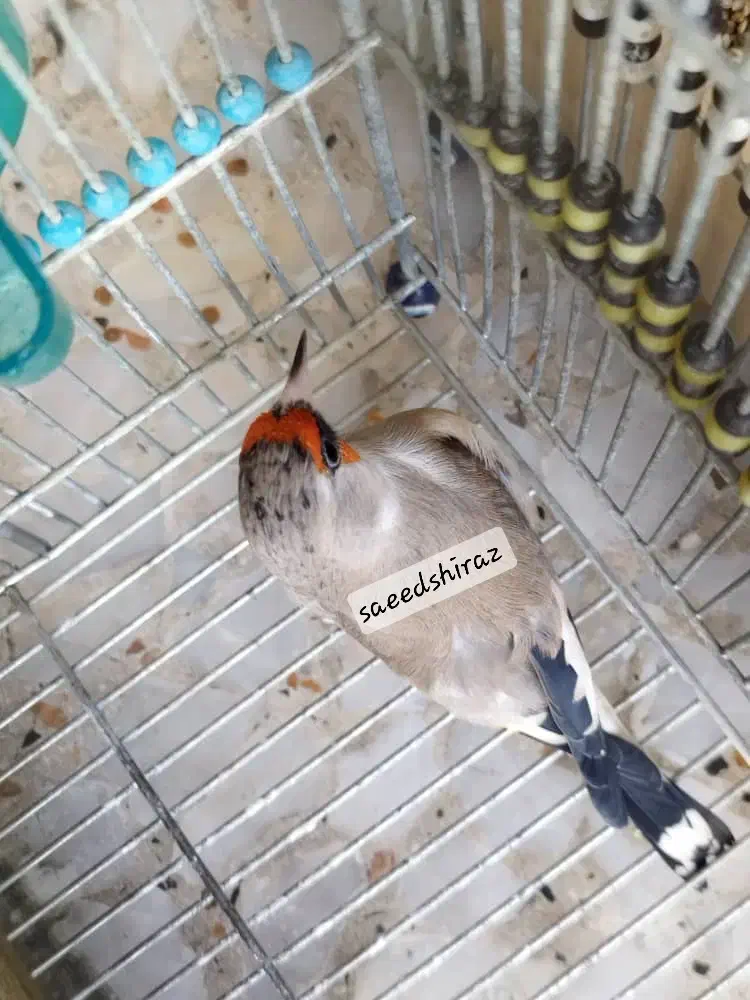 سهره دورگ زاغ استان فارس|پرنده|شیراز, خلدبرین|دیوار