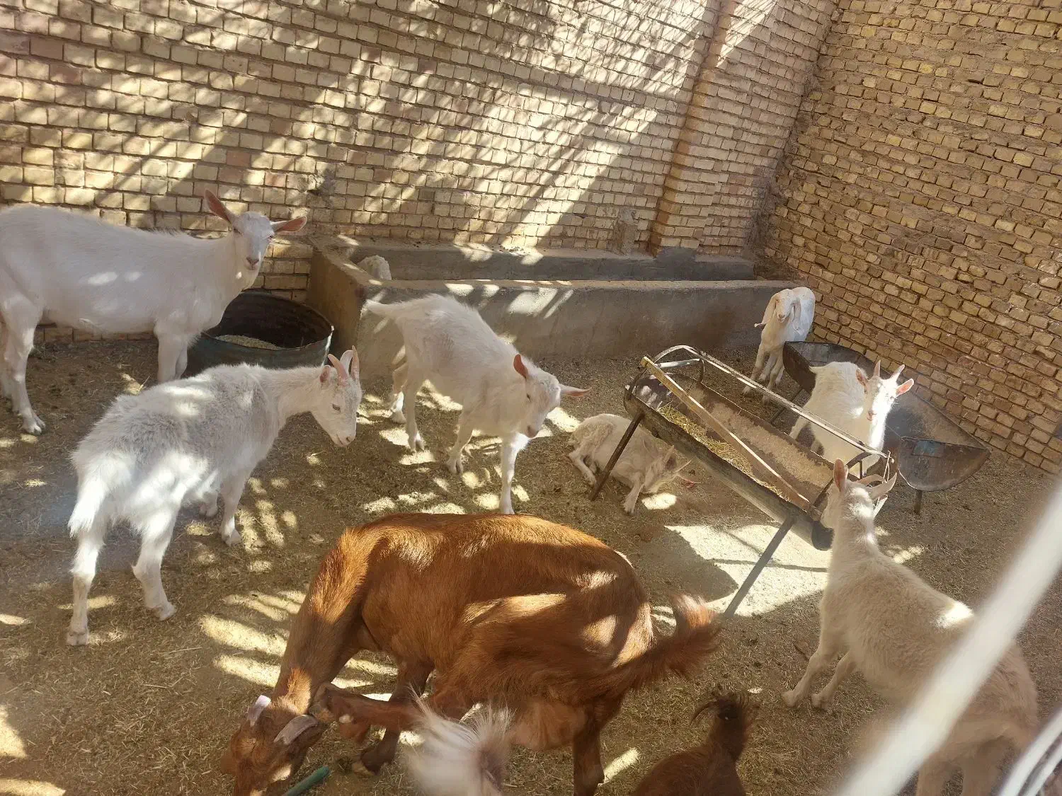 بز ابستن|حیوانات مزرعه|زارچ, |دیوار