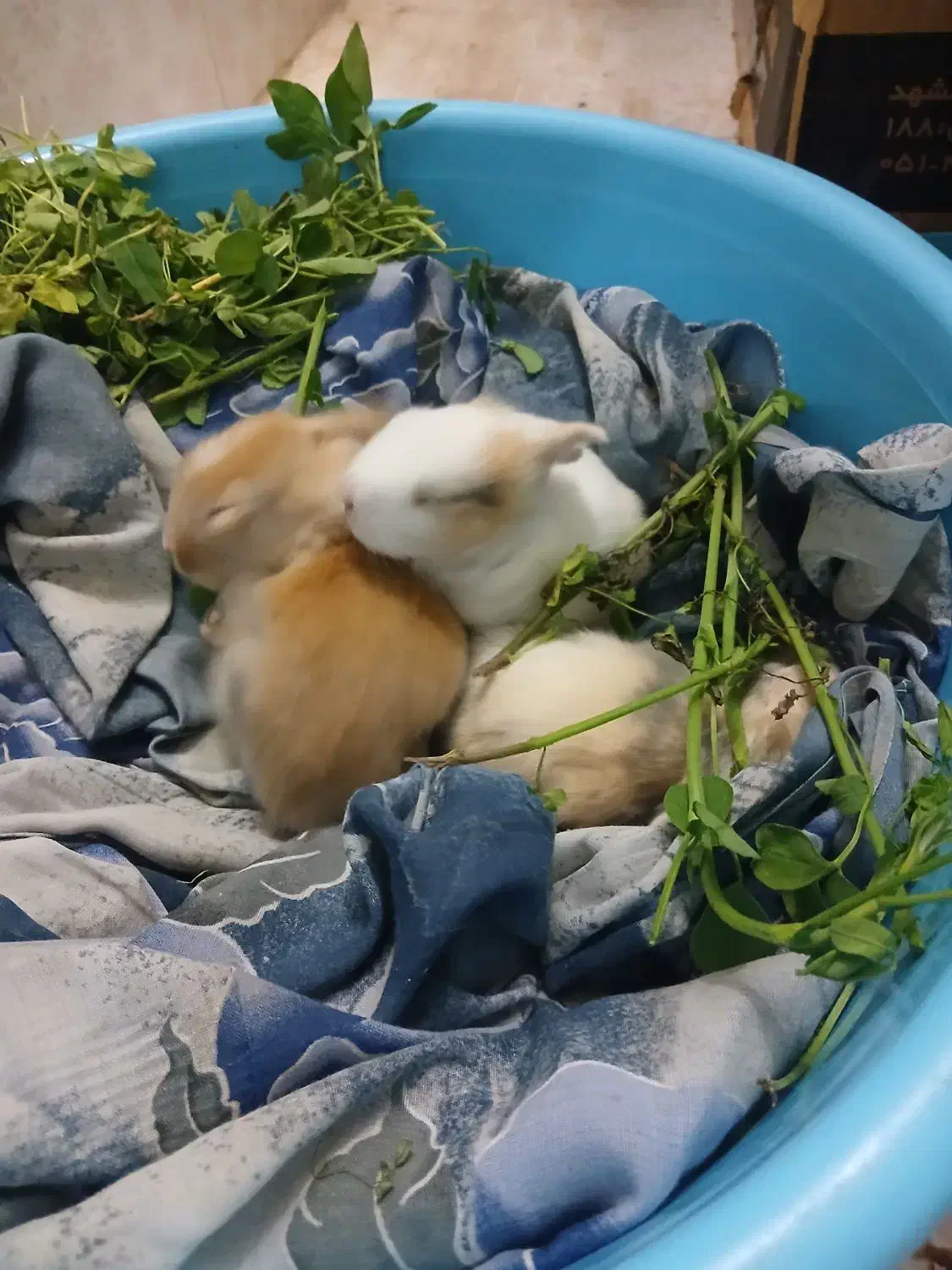 خرگوش|موش و خرگوش|زابل, |دیوار