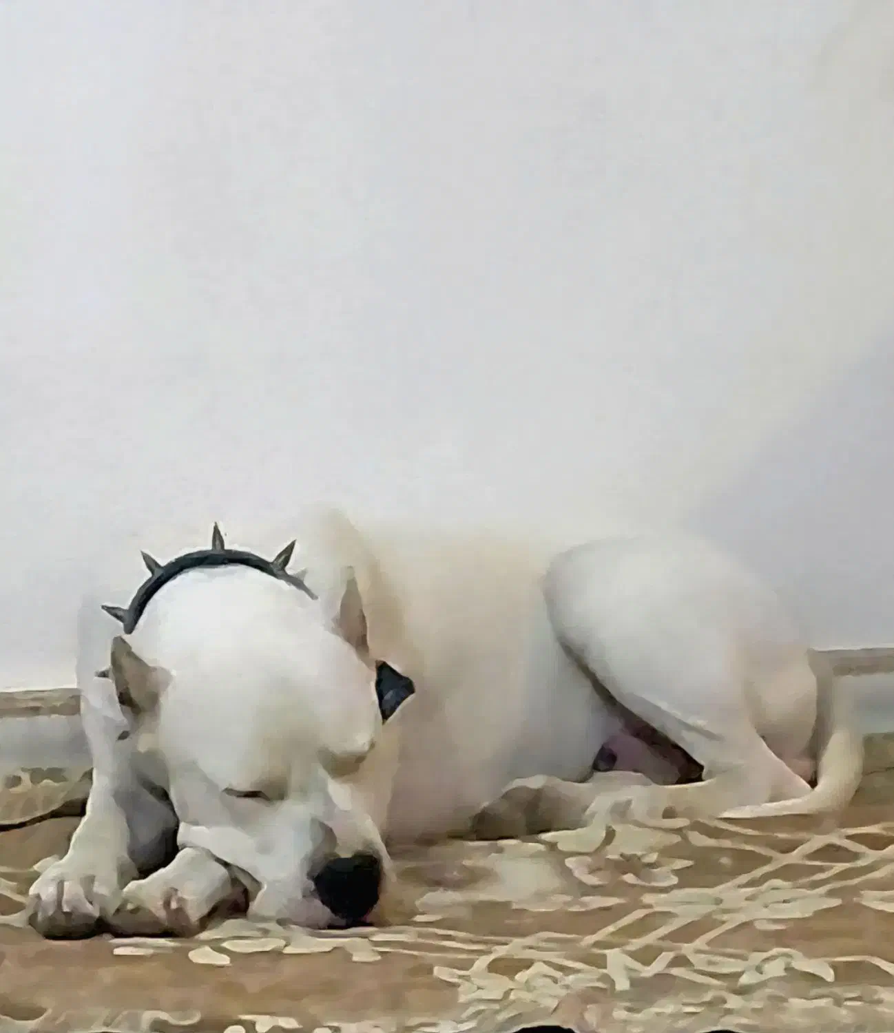 داگو آرژانتینو نر جهت کشش|سگ|رباط‌کریم, رباط‌کریم|دیوار