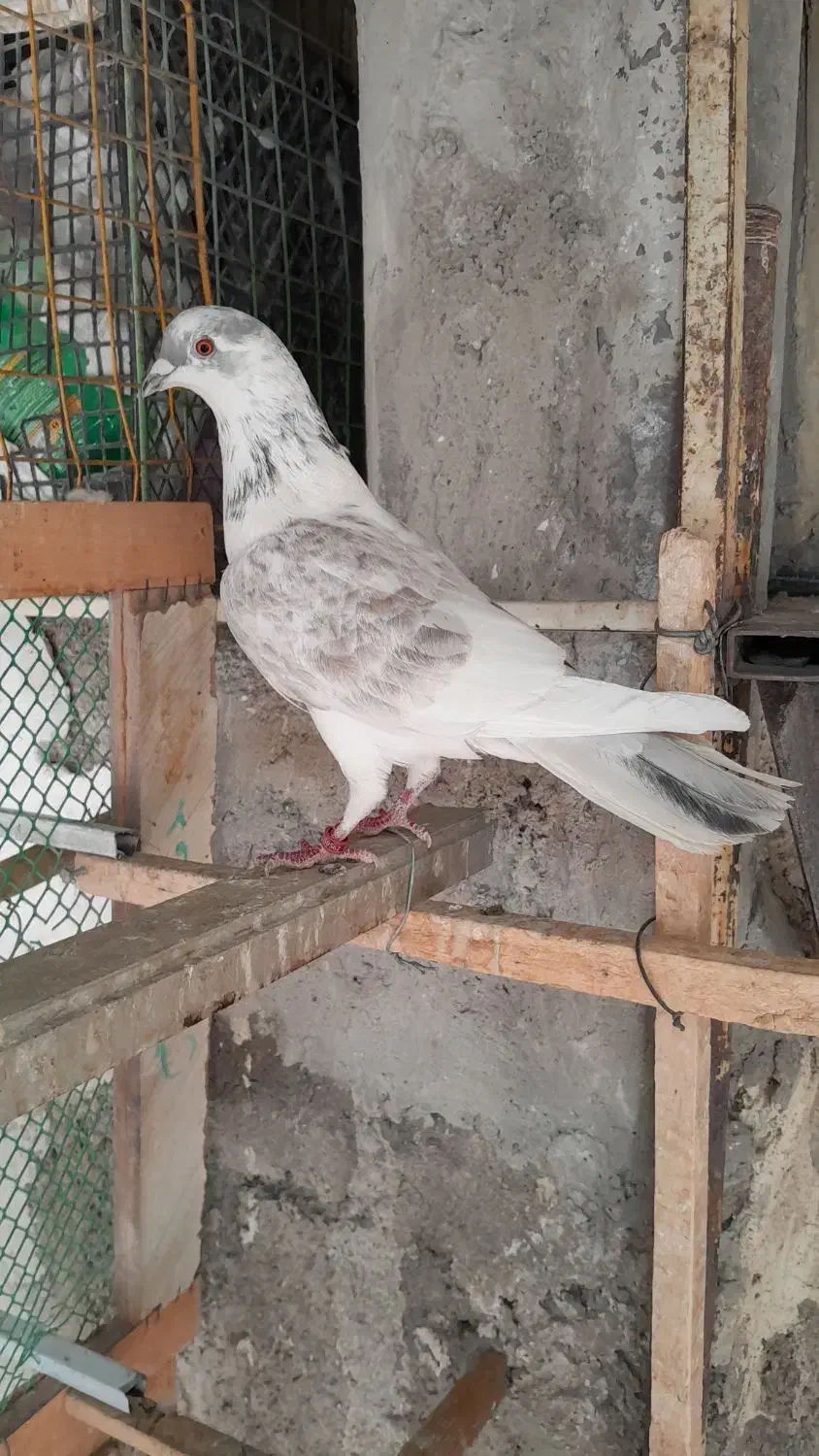 کبوتر حرفه ای|پرنده|فردیس, سرحدی|دیوار