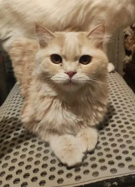 گربه پرشین نسکافه ای|گربه|بناب, |دیوار