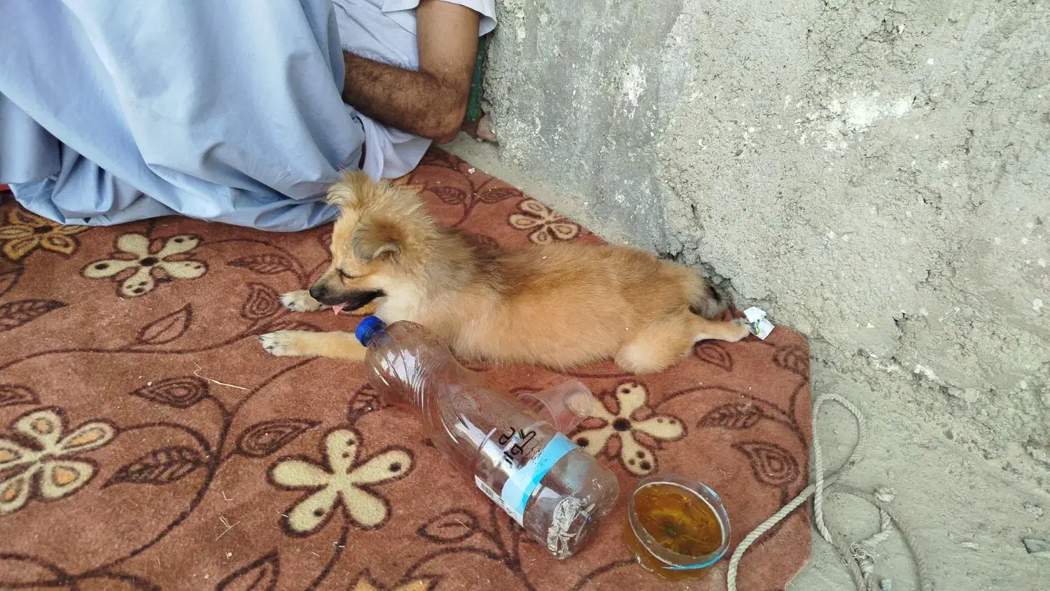 سگ پا کوتاه خانگی|سگ|ایرانشهر, |دیوار