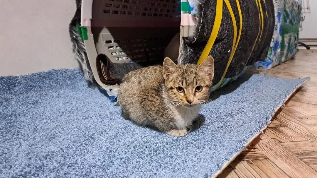 واگذاری بچه‌گربه خونگی و دستی (مهربون و اجتماعی)|گربه|ساری, |دیوار