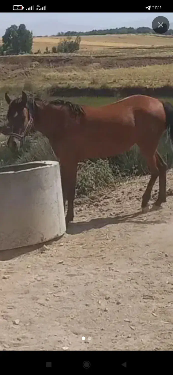 اسب|اسب و تجهیزات اسب‌سواری|تیران, |دیوار