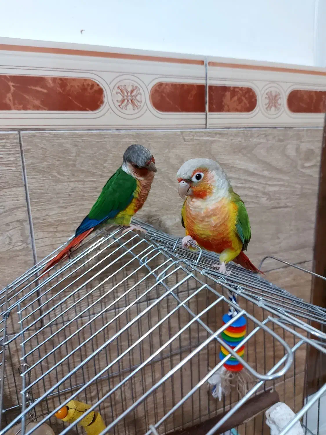 طوطی گرینچیک نر و ماده|پرنده|دشتابی, |دیوار