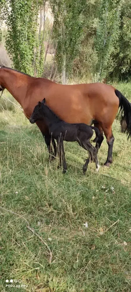 مادیون و کره با مادیون 2|اسب و تجهیزات اسب‌سواری|دورود, |دیوار