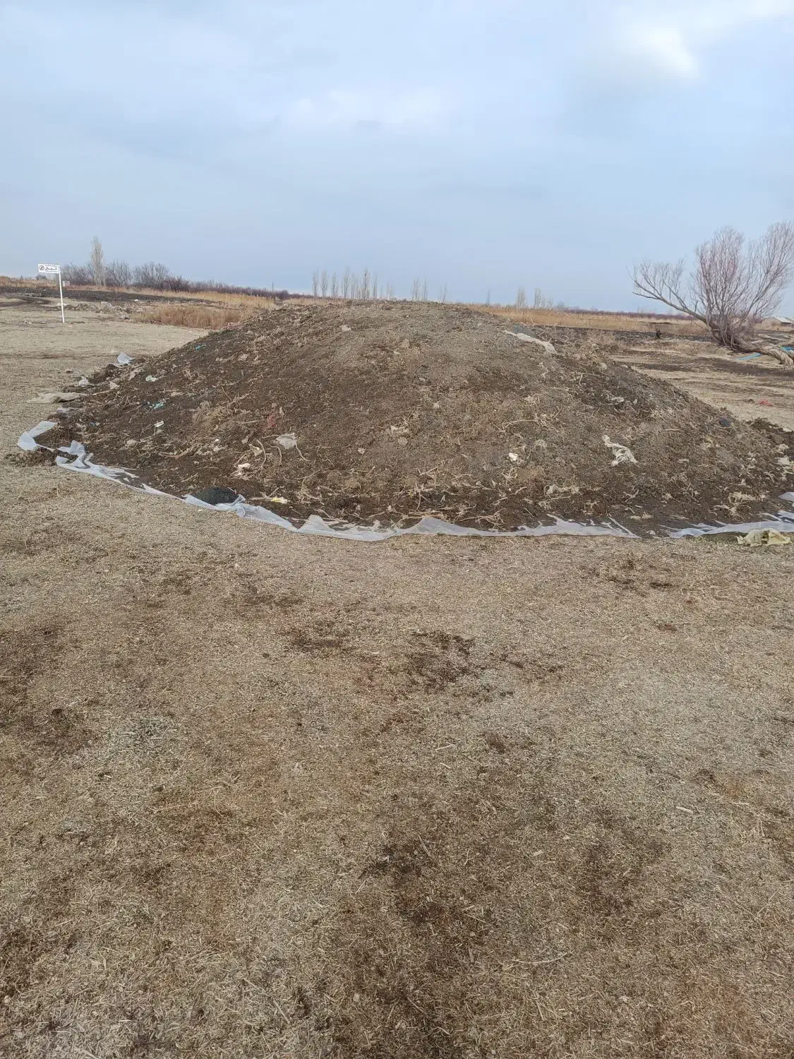 ذرت کشت دوم|حیوانات مزرعه|نوشین شهر, |دیوار