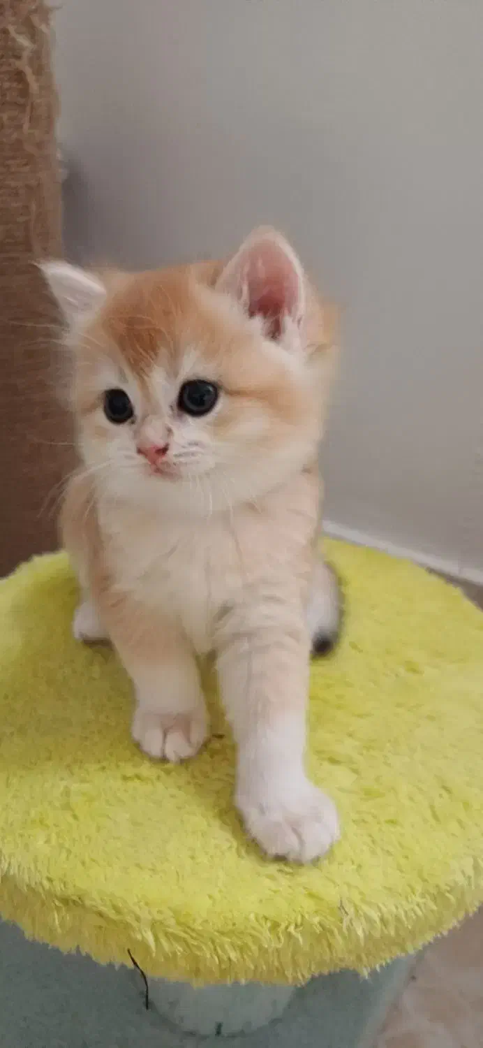 بریتیش خرسی  ny12 و ny11|گربه|رشت, نیکمرام|دیوار