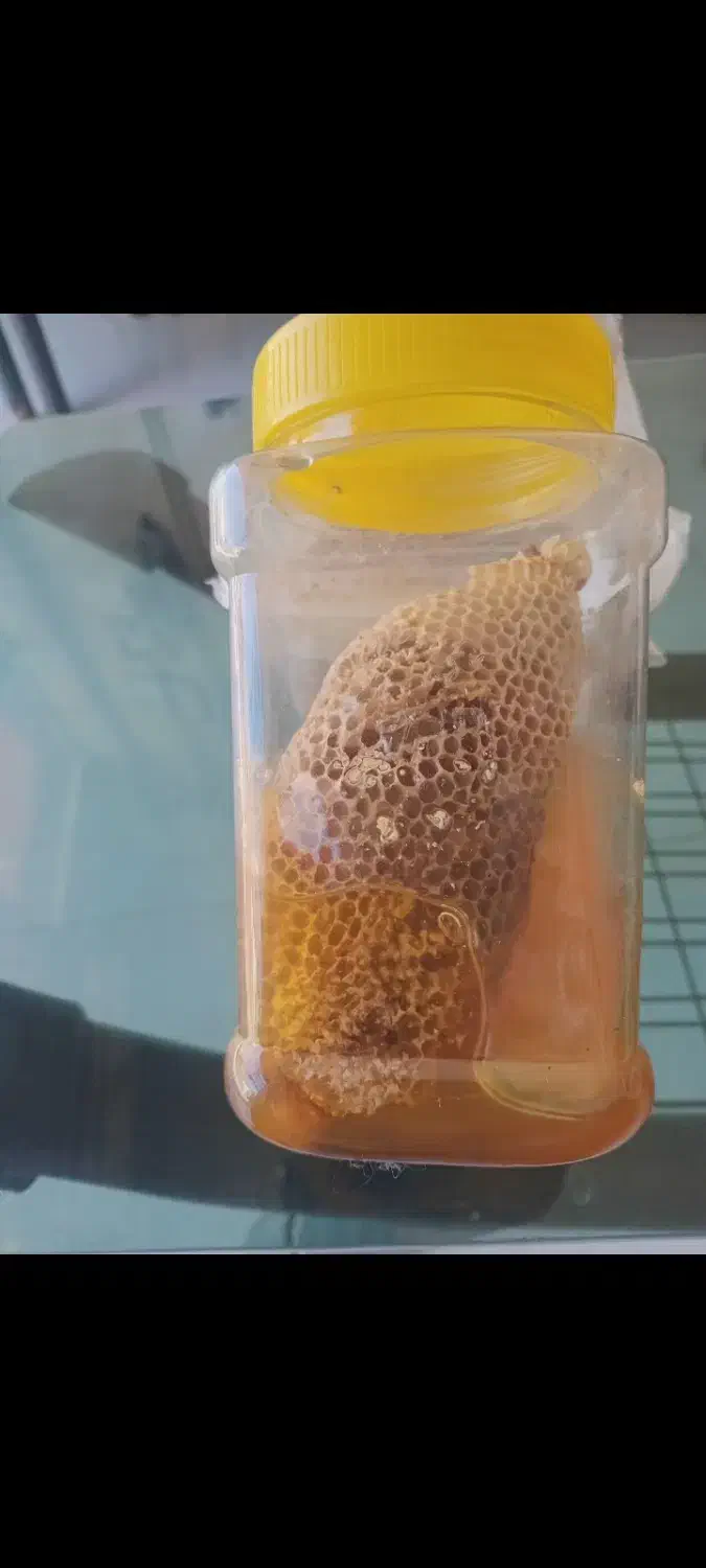 عسل وحشی ،کوهی و صخره ای و درختی زاگرس|خوردنی و آشامیدنی|امیرکلا, |دیوار