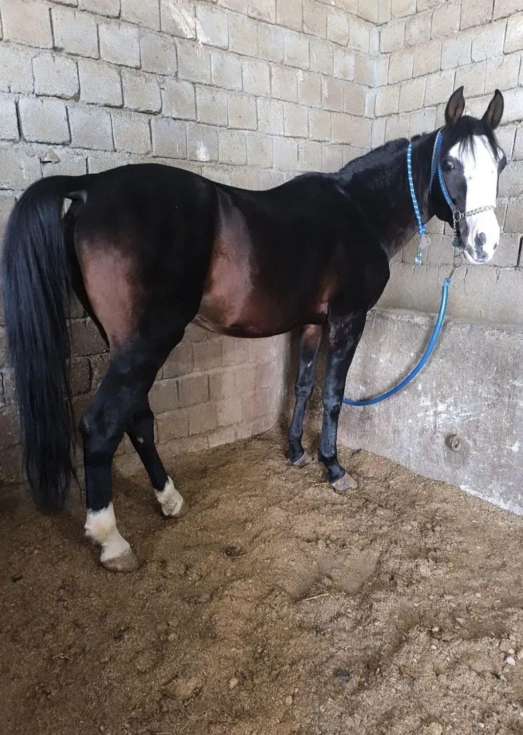 اسب۶سال هلشه و یخته ۶سال اخترمه|اسب و تجهیزات اسبسواری|سردشت, |دیوار