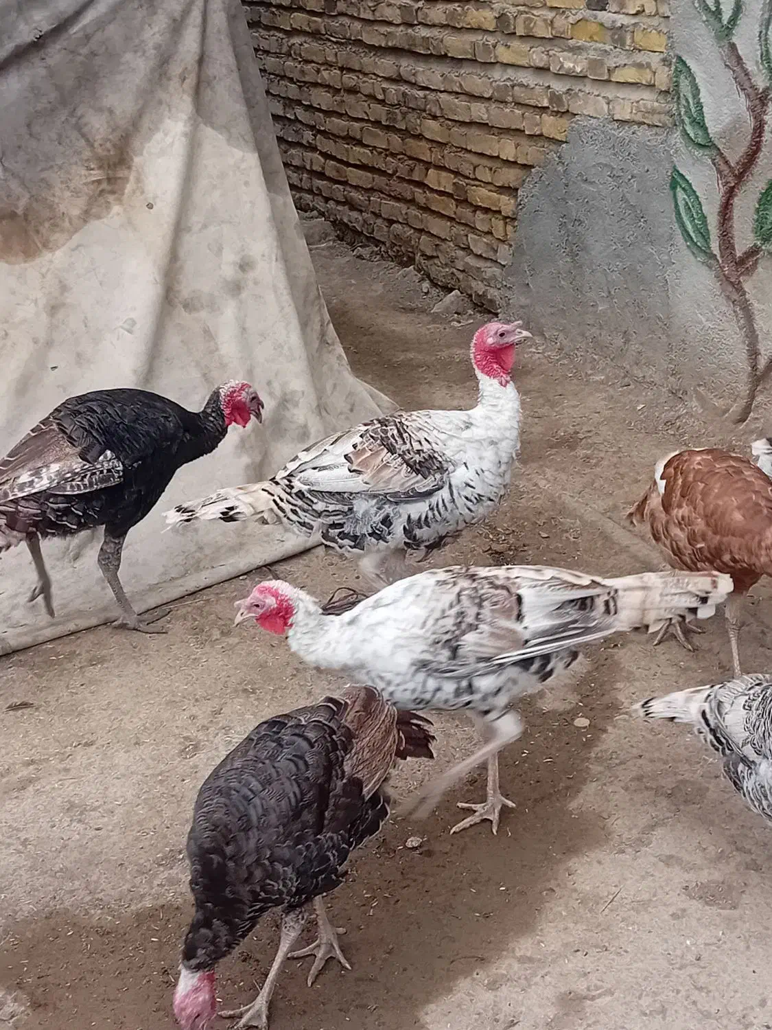 بوقلمون|حیوانات مزرعه|آبش احمد, |دیوار