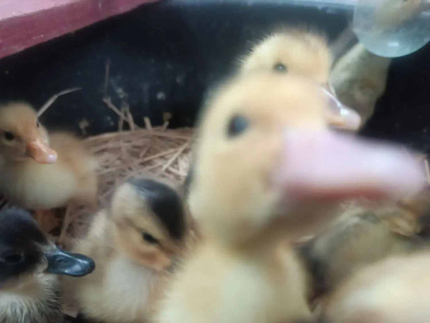 جوجه اردک|حیوانات مزرعه|آستارا, |دیوار