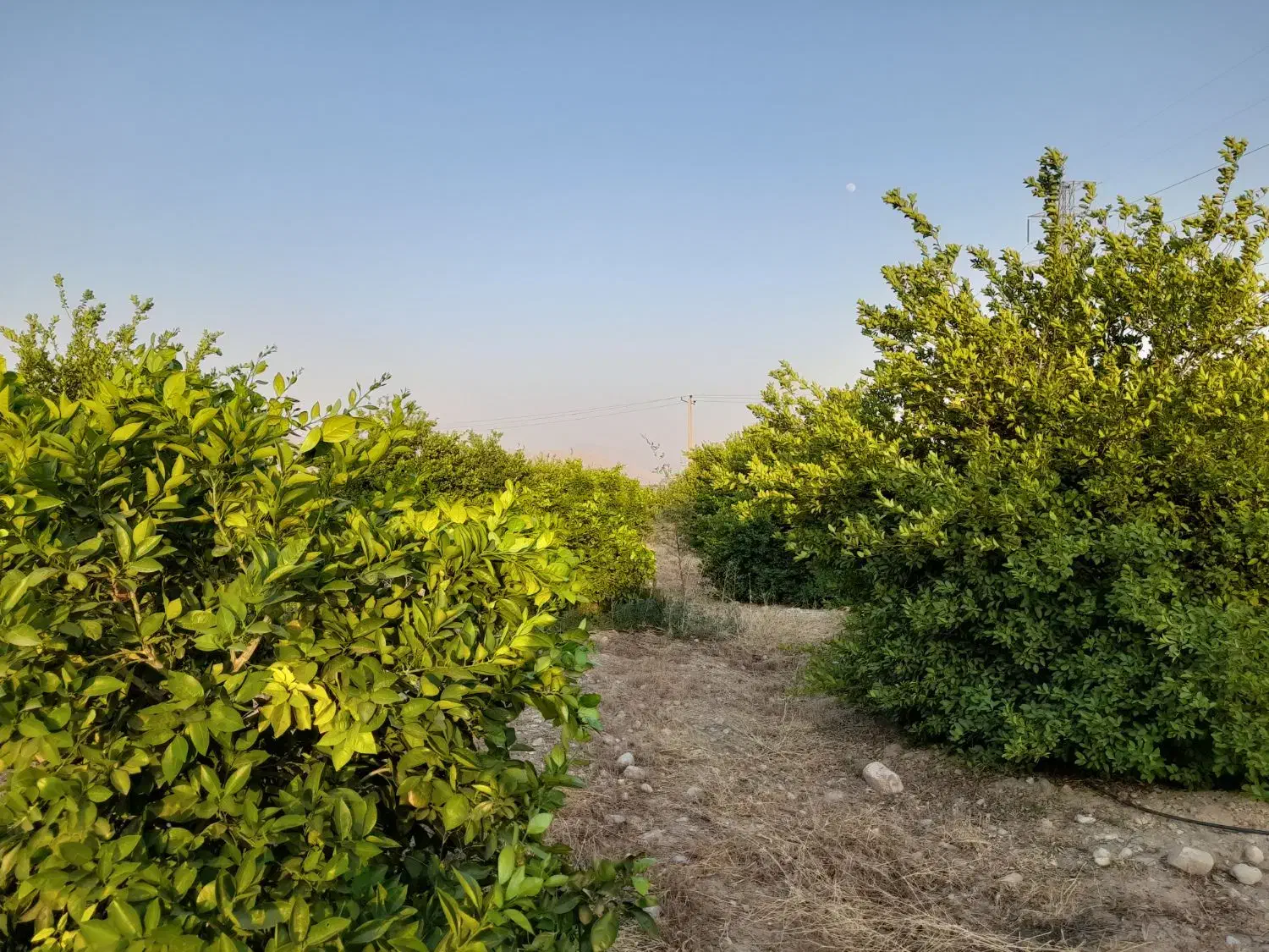 فروش باغ تلخاب شیرین|فروش دفتر صنعتی، کشاورزی، تجاری|دوگنبدان, |دیوار