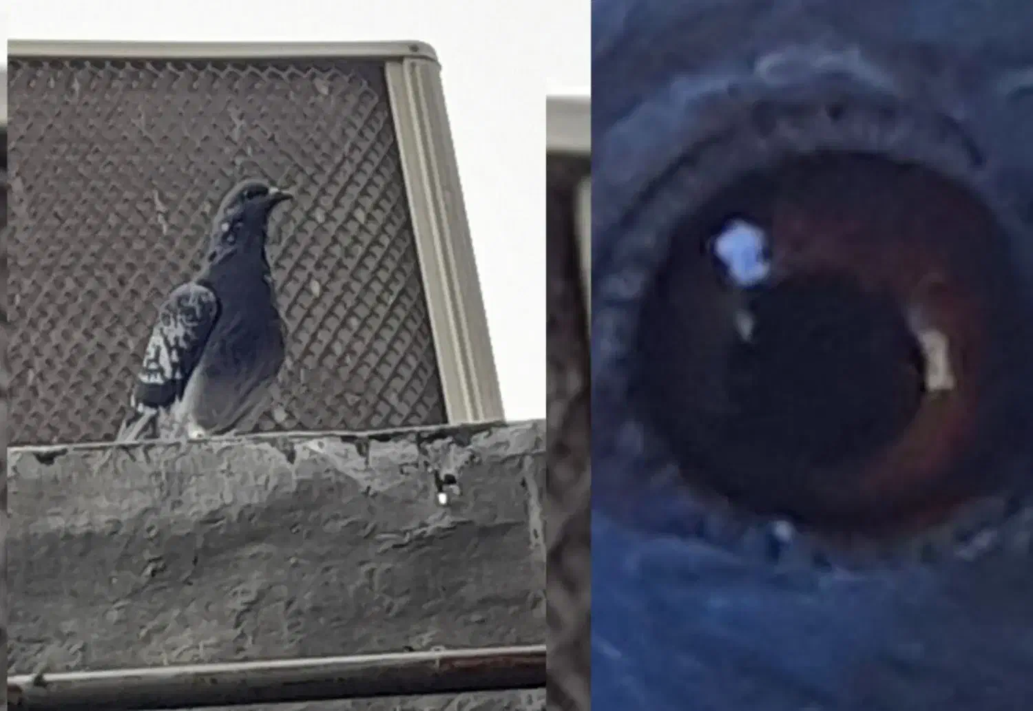 کبوتر مسافتی نژاد قوی|پرنده|کلاله, |دیوار