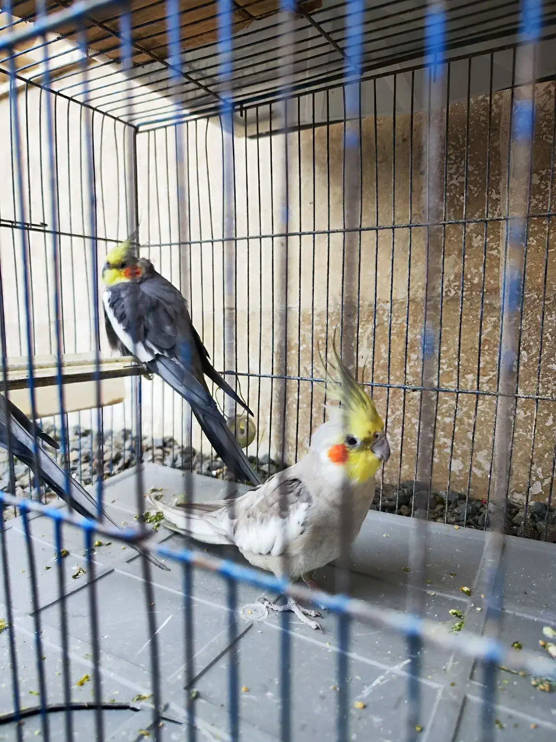 عروس هلندی نر بالغ|پرنده|تالش, هشتپر|دیوار