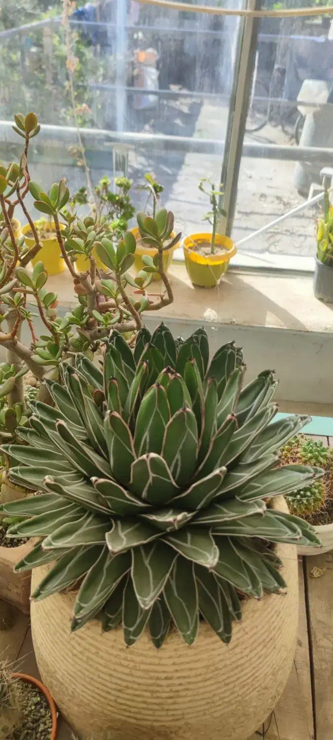 کاکتوس آگاو ویکتوریا مینیاتور|گل و گیاه طبیعی|تهران, ایوانک|دیوار