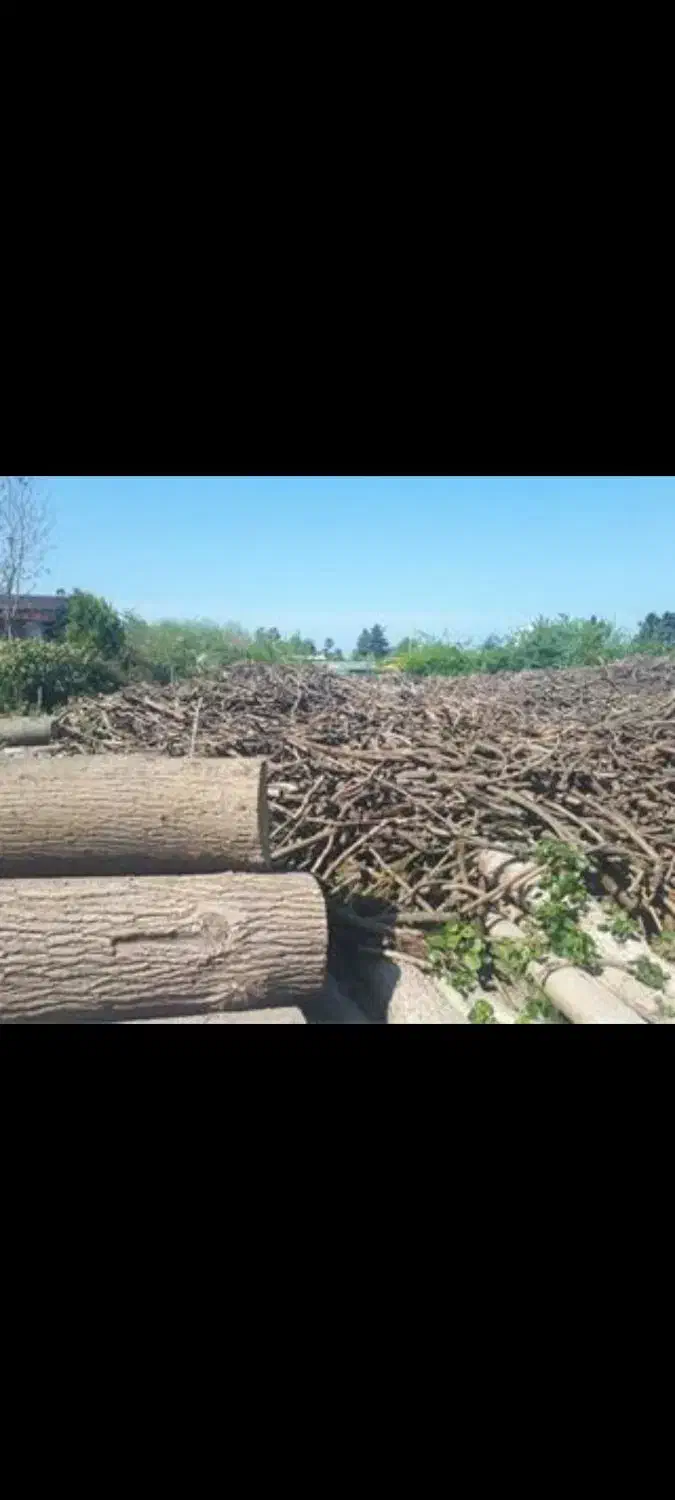 خرید انواع چوب های توباغی و مرکبات|خدمات باغبانی و درختکاری|ساری, |دیوار