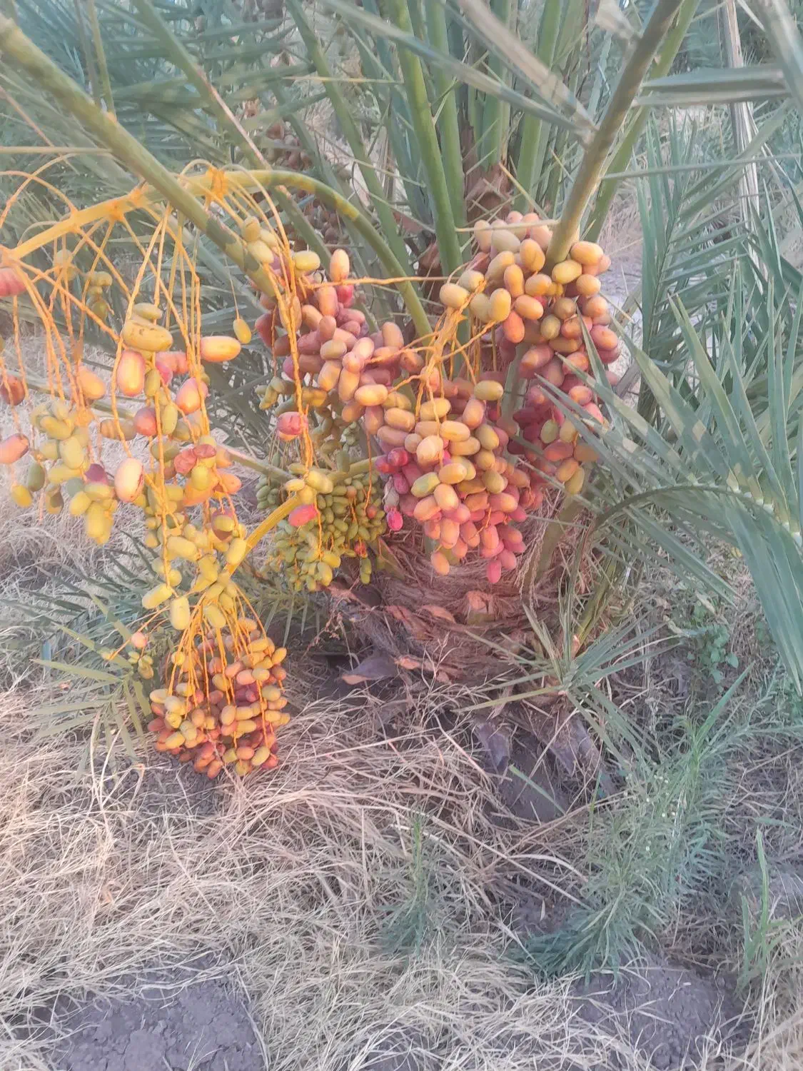 ۲۱تن خرما ۸۰۰گرمی کیلوی ۲۰۰|خوردنی و آشامیدنی|نرماشیر, |دیوار