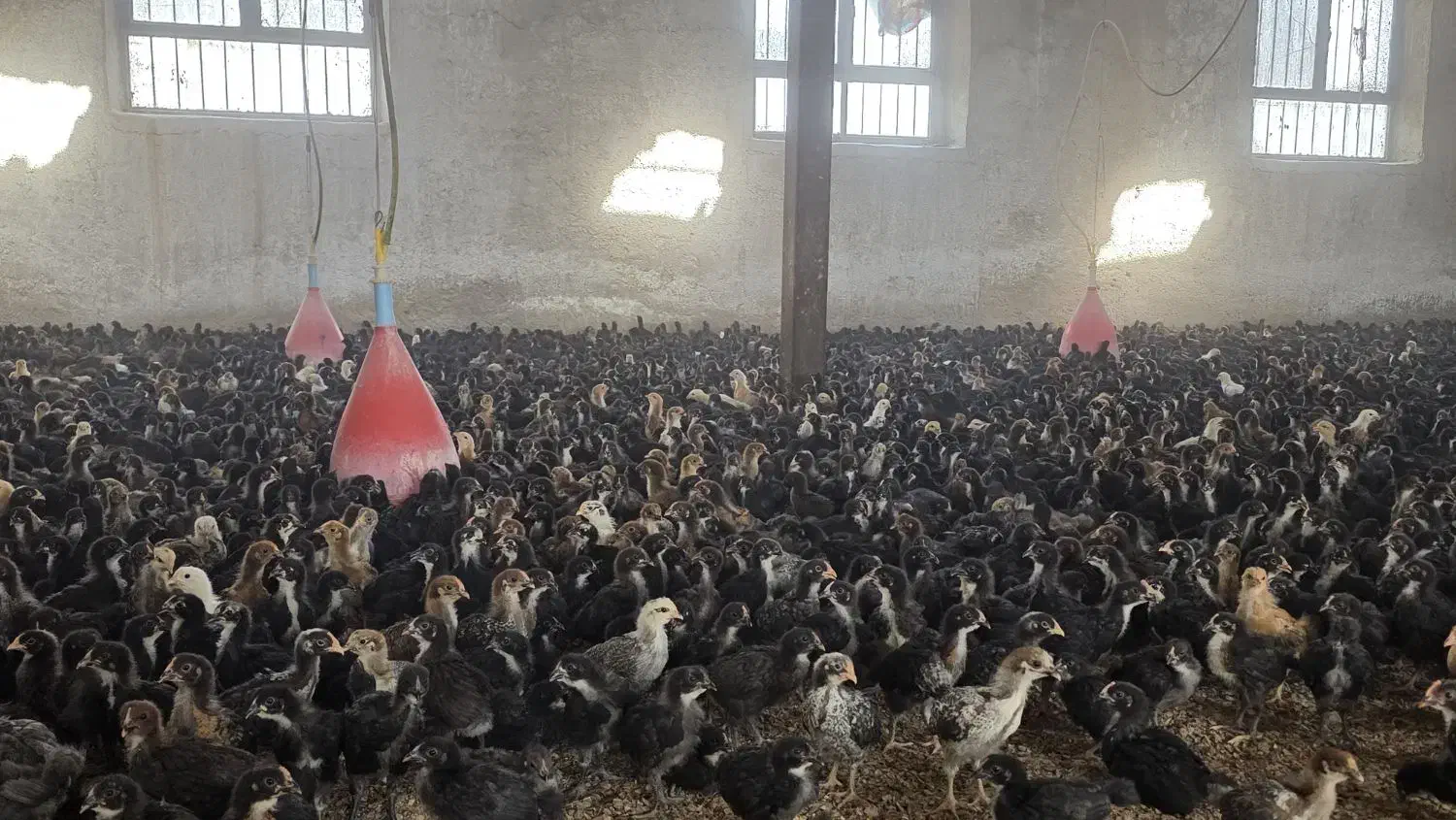 جوجه مرغ و خروس یک ماهه نژاد گلپایگان|حیوانات مزرعه|جوادآباد, |دیوار