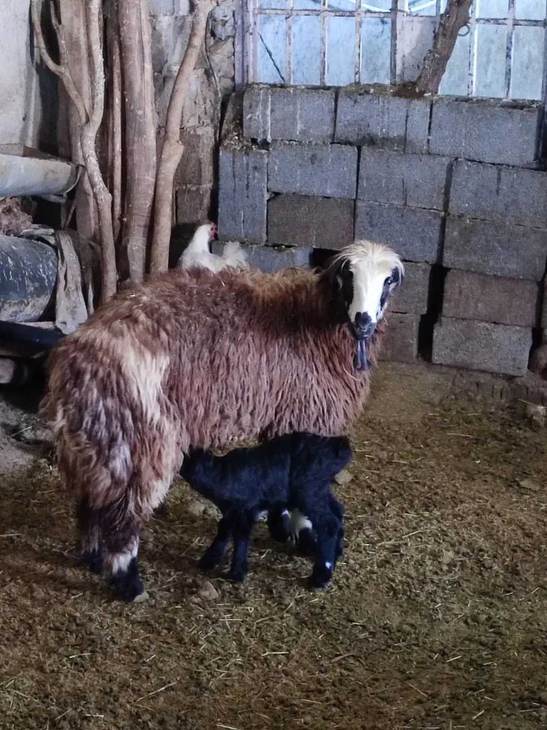 میش داشتی|حیوانات مزرعه|ارژن, |دیوار