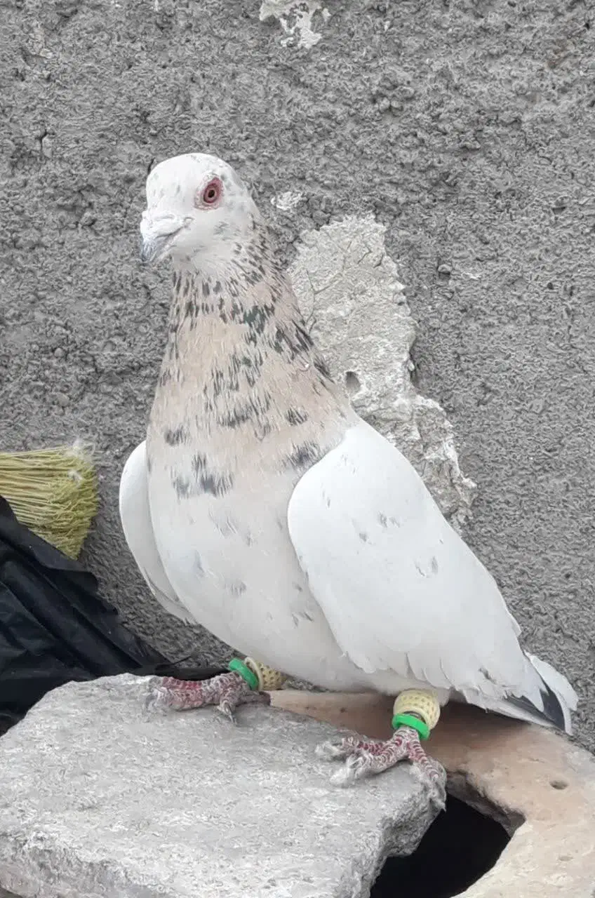 سار لیمویی نر|پرنده|مشهد, کوشش|دیوار