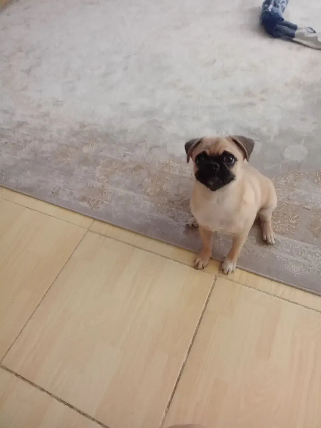 سگ پاگ|سگ|شاهینشهر, شهرک میلاد|دیوار