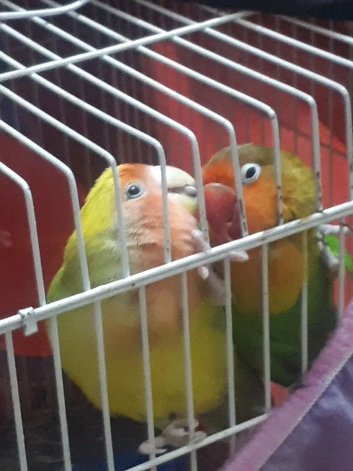 طوطی کوتوله سخنگو رام و دستی|پرنده|زابل, |دیوار